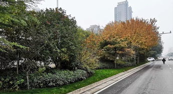 喜讯 人文园林在2018年度杭州市优秀园林绿化工程评比中荣获三金的佳绩